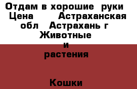 Отдам в хорошие  руки › Цена ­ 0 - Астраханская обл., Астрахань г. Животные и растения » Кошки   . Астраханская обл.